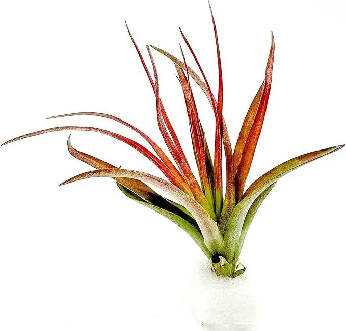 Air Plants - Tillandsia Brachycaulos Abdita, Large 4-6" - 3 ct - Live Arrival Guaranteed - House Plants for Home Decor & Gift by GreenHaven Gardens