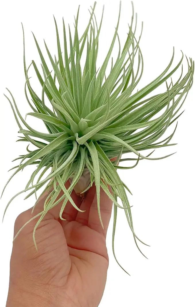Air Plants - Flowering Tillandsia Rose BAER, Large 5" - 2ct - Live Arrival Guaranteed - House Plants for Home Decor & Gift by GreenHaven Gardens