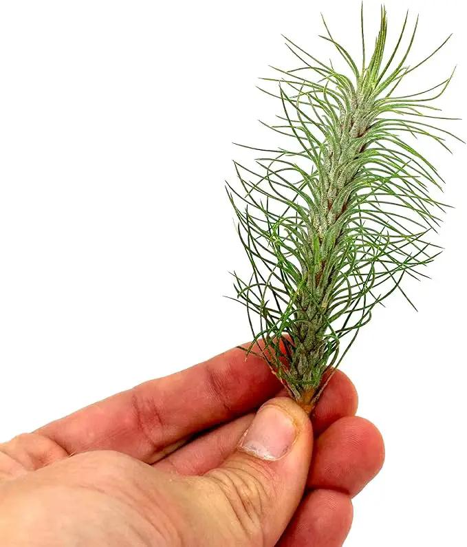 Air Plants - Colombian Tillandsia Funckiana, Large 5" - 3ct - Live Arrival Guaranteed - House Plants for Home Decor & Gift by GreenHaven Gardens