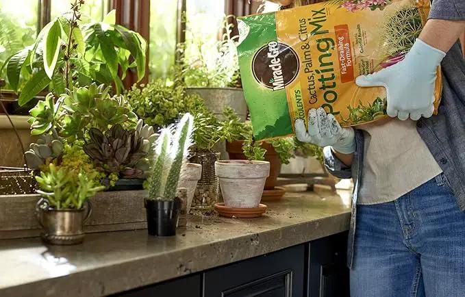 Miracle-Gro Cactus, Palm & Citrus Potting Mix and Succulent Plant Food - Bundle of Potting Soil (8 qt.) and Liquid Plant Food (8 oz.) for Growing and Fertilizing Indoor Succulents by GreenHaven Gardens