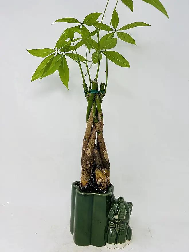 Jmbamboo - Live 10"-12" Money Tree Bonsai-and elephant ceramic pot. by GreenHaven Gardens