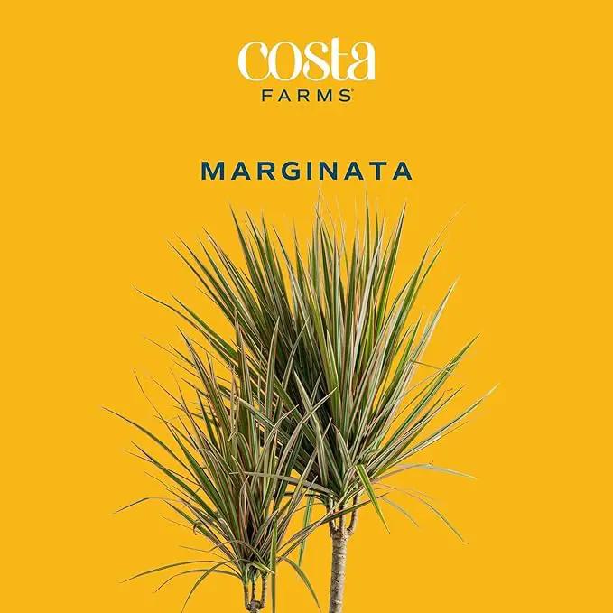 Costa Farms Dracaena Marginata Magenta Madagascar Dragon Tree, Live Indoor Plant, Easy to Grow Houseplant Potted in Decor Planter Pot, Living Room Home and Office Decor, 3-4 Feet Tall by GreenHaven Gardens