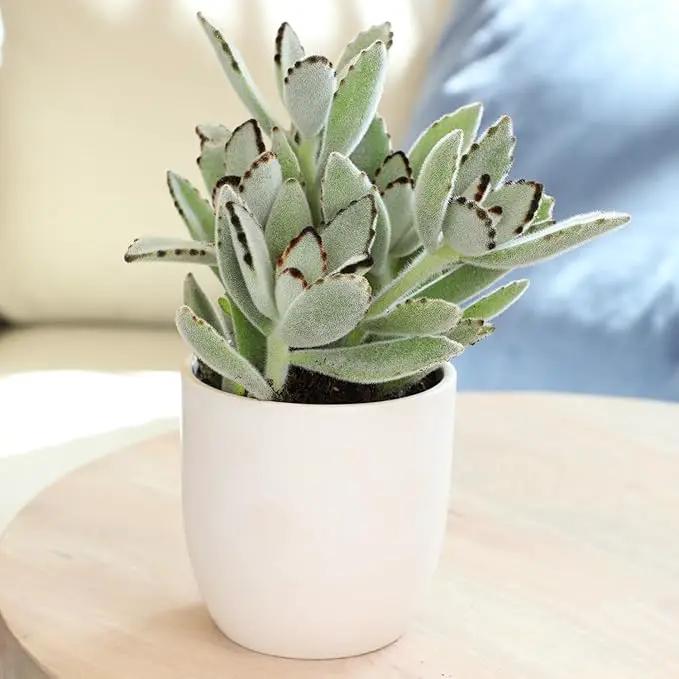 Altman Plants Desert Fire Live Succulents 4-Pack, Mini Plants Succulent Mix, Live Plants, Mini Succulents, House Plants, Live Succulent Plants, Outdoor & Indoor Plants for Event, Wedding, Kid Crafts by GreenHaven Gardens