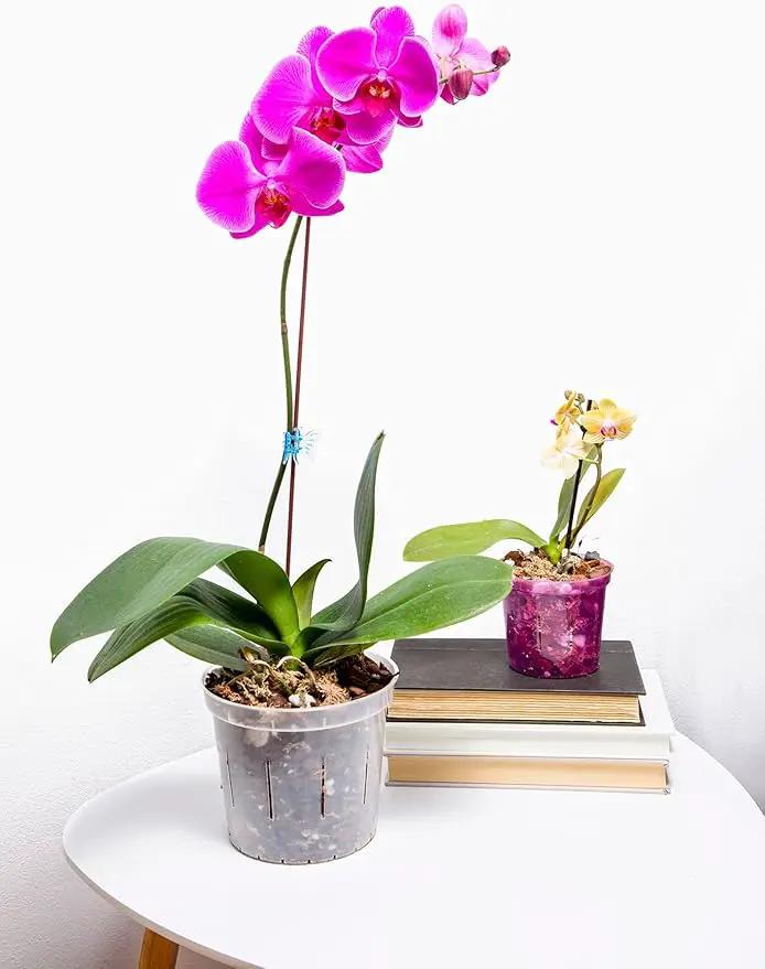 rePotme Orchid Pot - 6 inch Slotted Clear Orchid Pots - 3 Pack (Crystal Clear) by GreenHaven Gardens