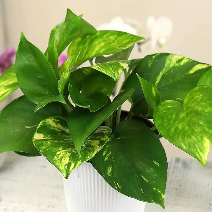 Golden Pothos Plant Live House Plant Live Plants, Trailing Plants Live Houseplants, Golden Pothos Live Plant Houseplant, Live Pothos Devils Ivy Live Plant Money Plant Indoor Plants by Plants for Pets by GreenHaven Gardens