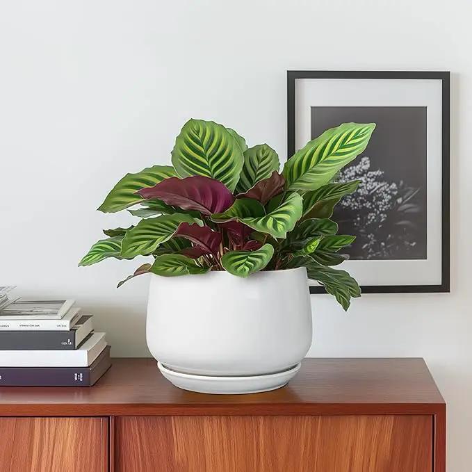 G EPGardening Ceramic Pots for Plants - 6 Inch Planter for Indoor Plants, Flower Pots with Drainage and Ceramic Tray, Modern Office Decor, Gifts for Plant Lovers, White by GreenHaven Gardens