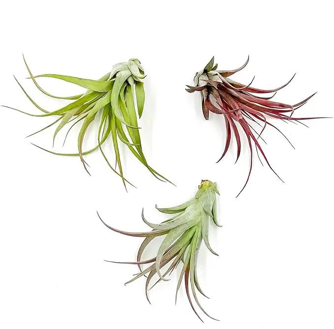 Air Plants - Tillandsia Brachycaulos Multiflora, Jumbo 5-7" - 3 ct - Live Arrival Guaranteed - House Plants for Home Decor & Gift by GreenHaven Gardens