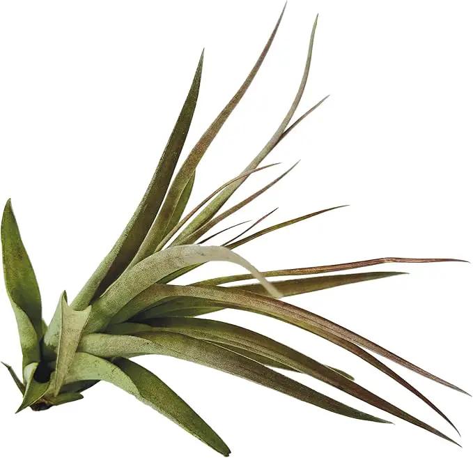 Air Plants - Tillandsia Brachycaulos Multiflora, Jumbo 5-7" - 3 ct - Live Arrival Guaranteed - House Plants for Home Decor & Gift by GreenHaven Gardens