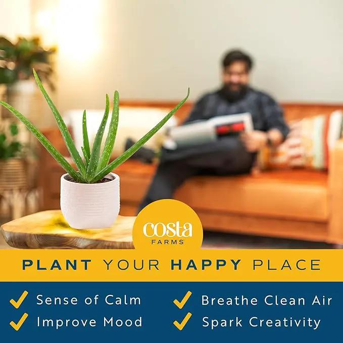 Costa Farms Aloe Vera Plant, Live Succulent, Easy Care Indoor Houseplant in Grower Pot, Room Air Purifier, Tabletop, Office, Desk or Home Décor, Housewarming, Garden Gift, 10-Inches Tall by GreenHaven Gardens