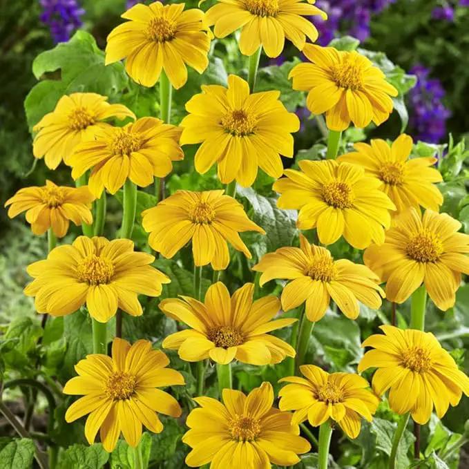 Outsidepride Yellow Torch Mexican Sunflower Seeds - 1000 Pcs Annual, Easy-to-Grow, Yellow Tithonia Speciosa Flower Seeds w/Drought-Tolerant Blooms for Pollinator Gardens & Vibrant Summer Landscaping by GreenHaven Gardens