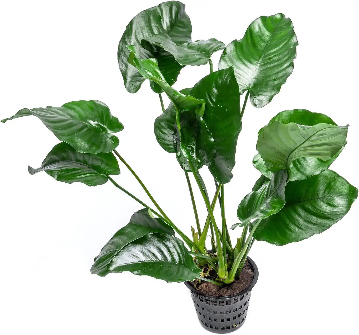 Anubias Live Aquarium Plants - Potted Freshwater Plant for Fish Tanks, Terrariums - Beginner Friendly Low Light (Barteri Broad Leaf, Mother Plant) by GreenHaven Gardens