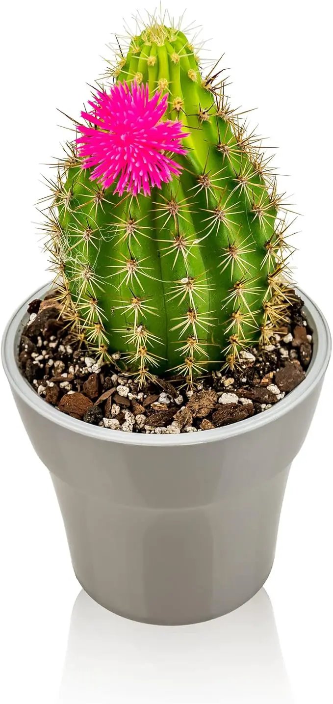 Professional Succulent Soil Premium All Purpose Blend | Pre-Mixed Ready to Use for Cactus and Succulents | Sphagnum Peat Moss, Perlite, New Zealand Pine Bark - Made in USA - 2 Quart by GreenHaven Gardens