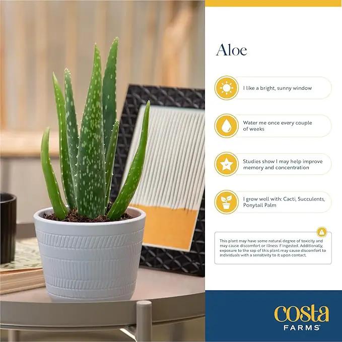 Costa Farms Aloe Vera Plant, Live Succulent, Easy Care Indoor Houseplant in Grower Pot, Room Air Purifier, Tabletop, Office, Desk or Home Décor, Housewarming, Garden Gift, 10-Inches Tall by GreenHaven Gardens