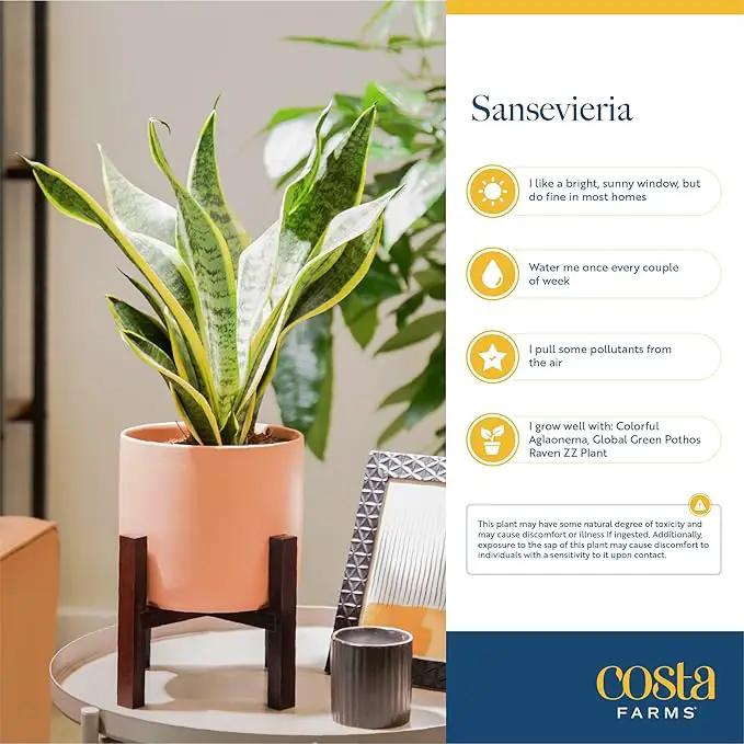 Costa Farms Snake Plant, Live Indoor Sansevieria Plant, Easy to Grow Succulent Houseplant Potted in Indoor Plant Pot, Potting Soil Mix, Home and Room Decor, Fits Shelves, Tabletops, 8-Inches Tall by GreenHaven Gardens