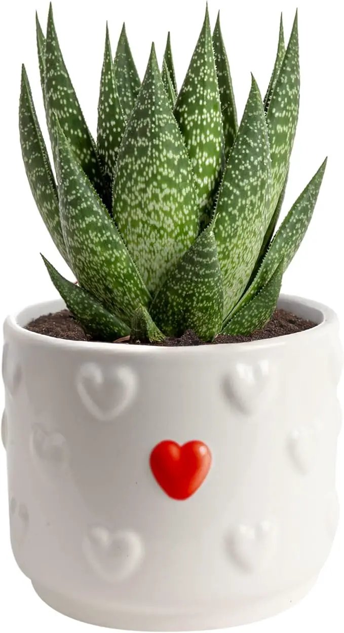 Costa Farms Haworthia Succulent, Easy to Grow Live Plant in Indoor Houseplant Pot, Potting Soil, 4-Inches Tall| Valentines Day Gift | Valentines Day Decoration by GreenHaven Gardens