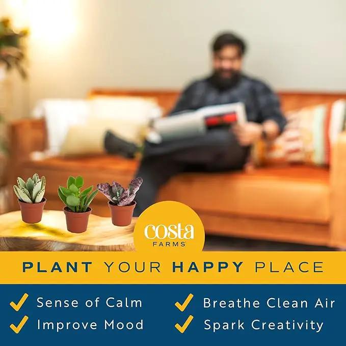 Costa Farms Succulents (25 Pack), Live Mini Succulent Plants, Grower's Choice Live House Plants, Potted in Nursery Plant Pots, Potting Soil Mix, Bulk Baby Shower, Bridal Shower Gift, DIY, Party Favors by GreenHaven Gardens