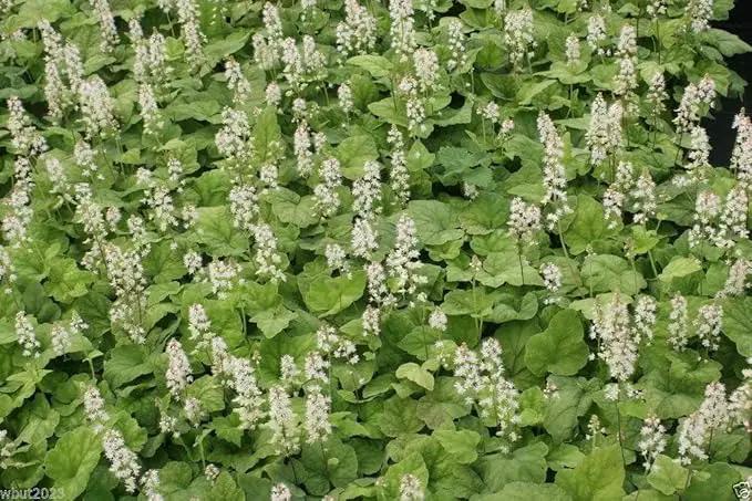 50 Foamflower Seeds (Tiarella Wherryi) Perennial, Shade Loving, Ground Cover Plant by GreenHaven Gardens