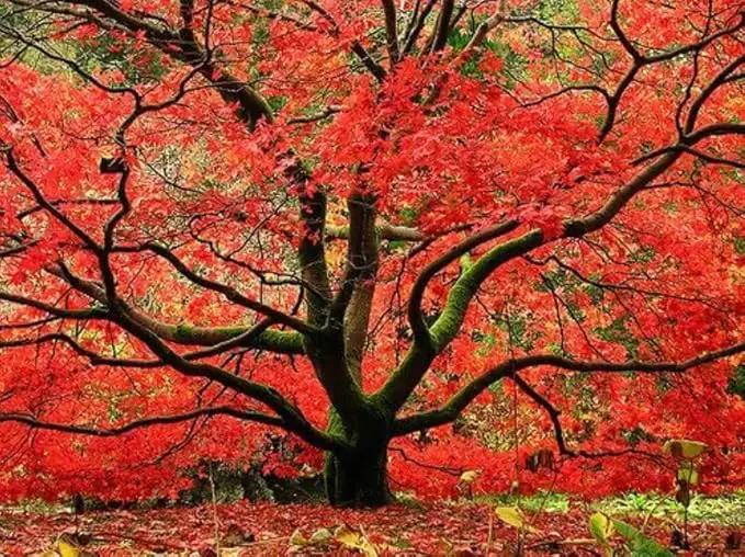Red Japanese Maple Trees 2-Pack – Live Plants, 2-3 Ft Tall, Stunning Foliage by GreenHaven Gardens