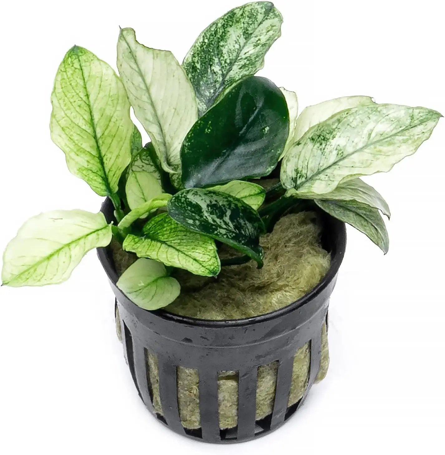 Anubias Live Aquarium Plants - Potted Freshwater Plant for Fish Tanks, Terrariums - Beginner Friendly Low Light (Nana Pinto, 1 Pot) by GreenHaven Gardens