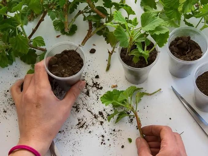 Elevate Your Plant Propagation Success with Gardenera's Premium Potting Mix: Canadian Peat Moss, Perlite, Warm Castings, and Lime - 4 Quart by GreenHaven Gardens