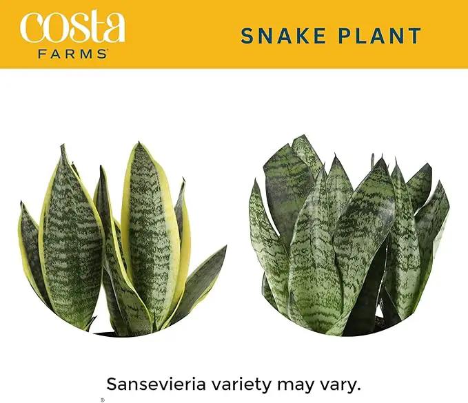 Costa Farms Sansevieria Grower's Choice Snake Live Indoor Plant, 12-Inches Tall, Grower Pot by GreenHaven Gardens