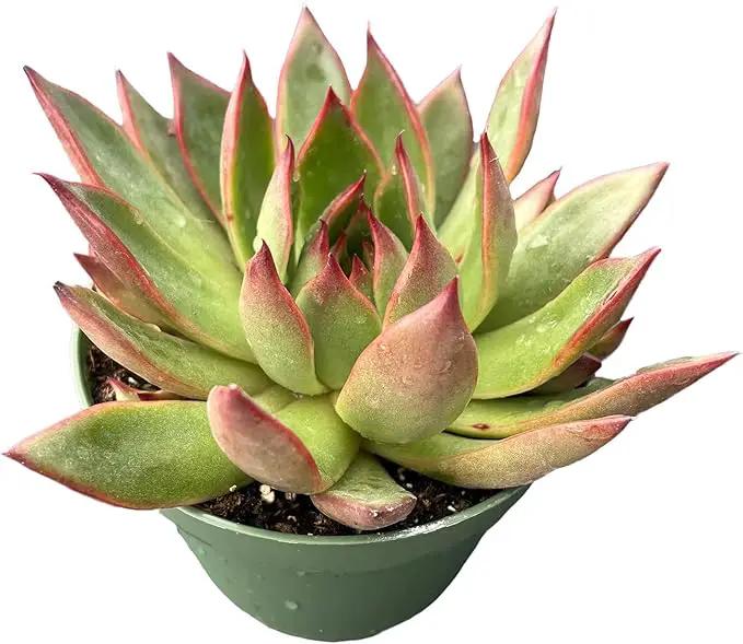 Live Succulent Plants Echeveria 'Agavoides Horse', Easy Care Potted Succulents, Approx 4" D x 4" H, Indoor Houseplant, Unique Gifts, Home Office Décor by GreenHaven Gardens