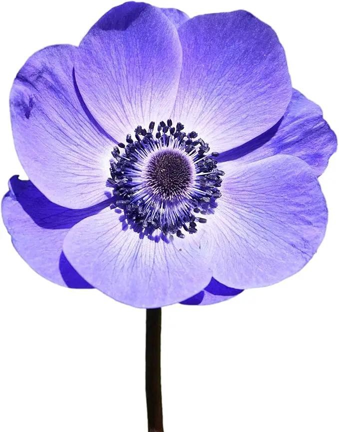 Easy to Grow Anemone Italian Mistral Plus Blu - 10 Plant Bulbs, Blue-Violet Flowers in Spring Gardens Full Sun by GreenHaven Gardens