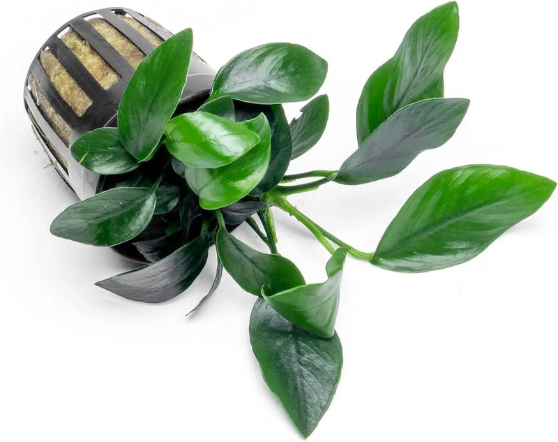 Anubias Live Aquarium Plants - Potted Freshwater Plant for Fish Tanks, Terrariums - Beginner Friendly Low Light (Spear Leaf, 1 Pot) by GreenHaven Gardens