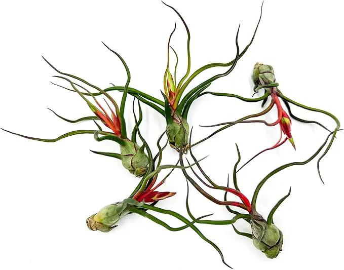Air Plants - Flowering Tillandsia Bulbosa Guatemala, Large 3-5" - 5ct - Live Arrival Guaranteed - House Plants for Home Decor & Gift by GreenHaven Gardens