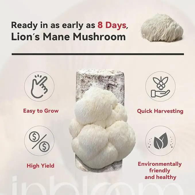 inbloom Large Organic Lion's Mane Mushroom Growing Kit (4 lbs) – Double-Side Growth, Edible Non-GMO Mushroom Kit, Beginner-Friendly, Harvest Mushrooms at Home, Indoor Gardening Gift for Adults by GreenHaven Gardens