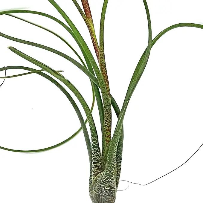 Live Air Plants - Tillandsia Butzii, Jumbo 7-9" - 2ct - Live Arrival Guaranteed - House Plants for Home Decor & Gift by GreenHaven Gardens