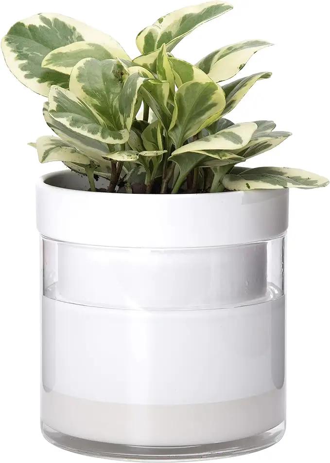 Phoenix Vine 6 Inch Self Watering Planter, White Terracotta Clay Pot with Glass Reservoir for Indoor Plants, Herbs, Flowers, Set of 1, 52-B-F-1 by GreenHaven Gardens