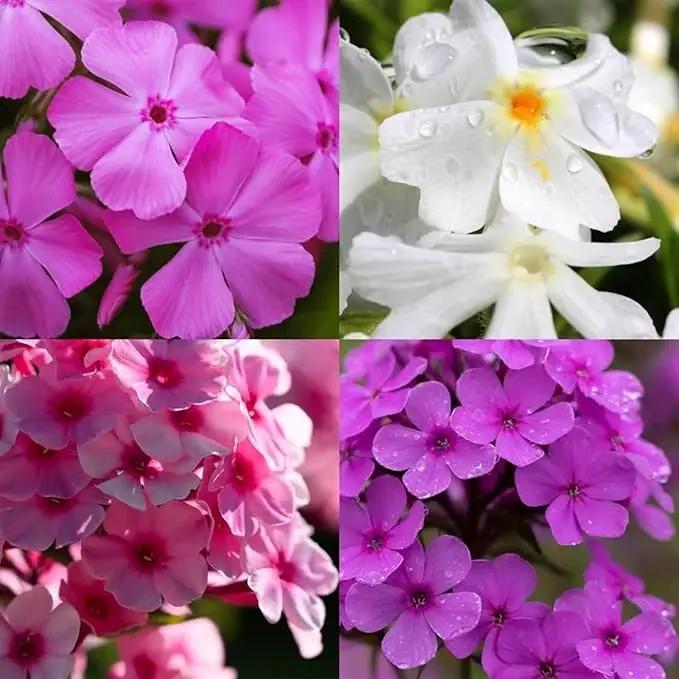 1000+ Phlox Seeds for Planting - Phlox Popstars Seeds Perennial Ground Cover Plants- Annual Flower for Home Garden by GreenHaven Gardens