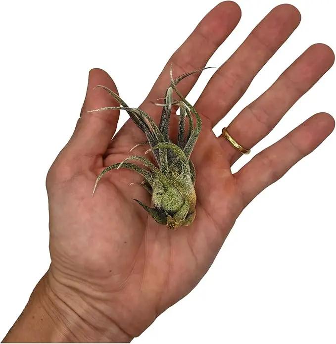 Air Plants - Tillandsia Pruinosa, Large 3-5" - 1ct - Live Arrival Guaranteed - House Plants for Home Decor & Gift by GreenHaven Gardens