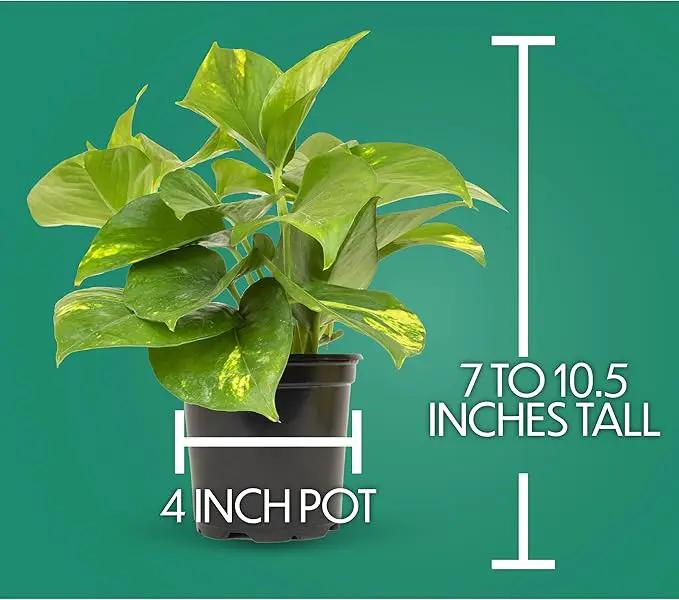 Essential Houseplant Collection (4PK) Live Plants Indoor Plants Live Houseplants in Plant Pots, Easy House Plants Indoors Live, Snake Plant, Pothos in Potting Soil, Clean Air Plants by Plants for Pets by GreenHaven Gardens