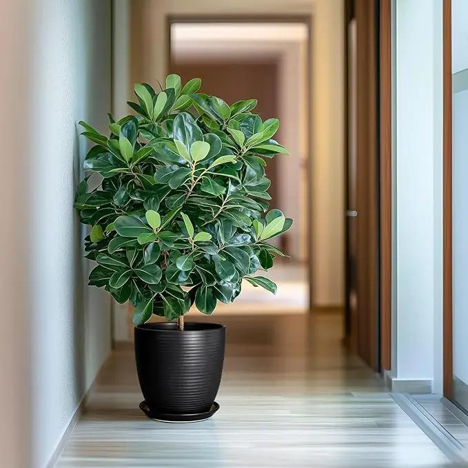 Ceramic Plant Pot 10 Inch - Large Planter Pots for Plants Indoor Outdoor Glazed Round Flower Pot with Drainage Hole and Saucer Black by GreenHaven Gardens