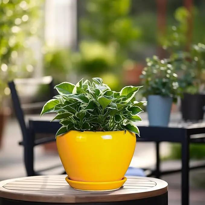 Ceramic Pot for Plants - 6 Inch Plant Pot Glaze Modern Decorative Round Planter with Drainage Hole and Saucer for Home Patio Room Office House Decor, Yellow by GreenHaven Gardens
