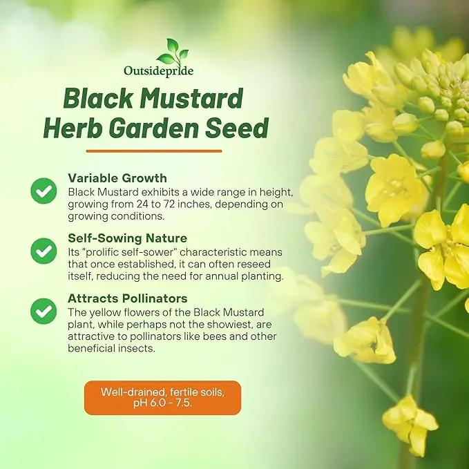 Outsidepride Black Mustard Seeds - 5000 Pcs Nutrient-Rich, Flavorful Annual Microgreen Seeds for Planting, Easy-to-Grow, Ideal for Indoor & Outdoor Cultivation, Soil & Hydroponic Systems by GreenHaven Gardens