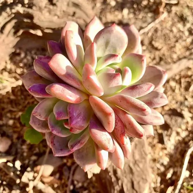 FWPP Live Succulent Echeveria Ariel,3.5 Inches Mini Red Succulents Plants Live,Bare Root Without Pot Soil,Rare House Plants for Gift Party Wedding Garden Baby Shower DIY Decor by GreenHaven Gardens