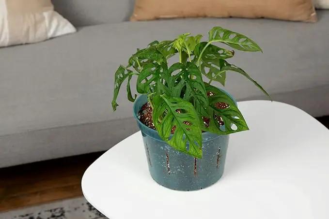 rePotme 5 inch Orchid Pot 3 Pack - Slotted Orchid Pots with Holes for Repotting (Crystal Clear) by GreenHaven Gardens