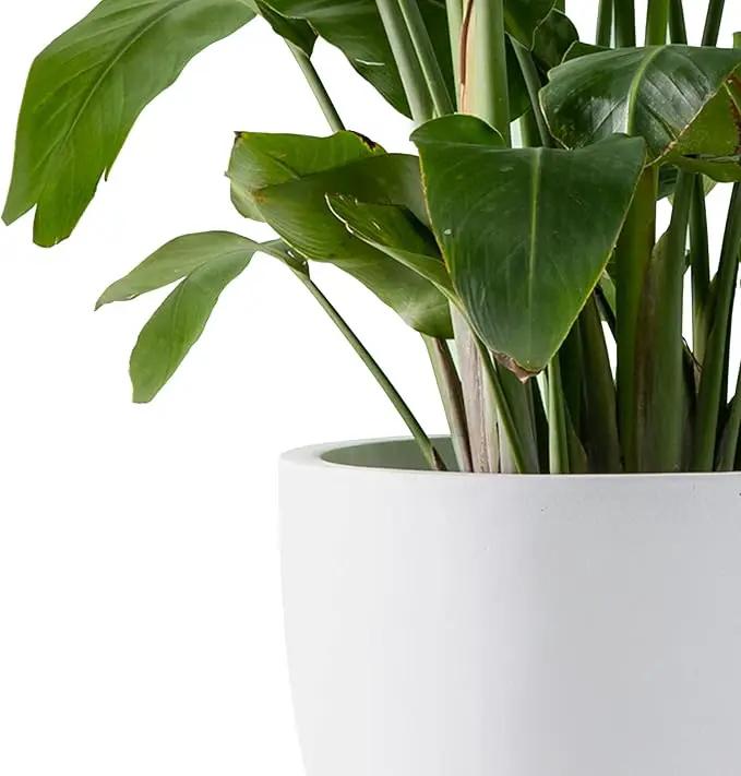 Kante 14 Inch Dia Round Concrete Planter, Indoor Outdoor Large Plant Pot with Drainage Hole and Rubber Plug for Home Patio Garden, Pure White by GreenHaven Gardens