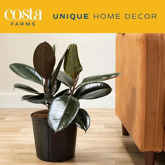 Costa Farms Burgundy Rubber Plant, Live Indoor Ficus Elastica Tree, Live Indoors Houseplant in Nursery Pot, Potting Soil Mix, Gift for Housewarming New House, Home or Office Decor, 2-3 Feet Tall by GreenHaven Gardens