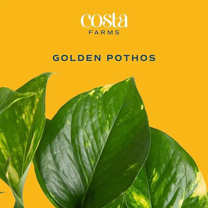 Costa Farms Golden Pothos Live Plant, Easy Care Indoor House Plant in Grower's Pot, Potting Soil, Great for Outdoor Hanging Planter or Basket, Housewarming Gift, Desk Decor, Room Decor, 10-Inches Tall by GreenHaven Gardens