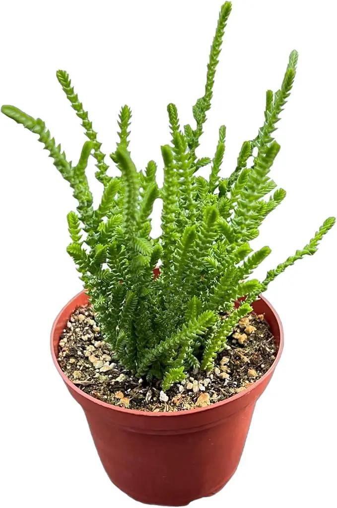 4-inch Succulent Crassula muscosa, Live Succulents Plants Fully Rooted in Pots with Soil, Easy-Care House Plants for DIY, Home Office Decoration by GreenHaven Gardens