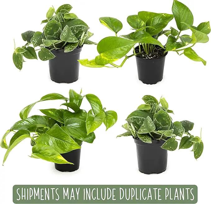 Live Pothos Plants (4PK) Indoor Plants Live Houseplants, Pothos Live Plant House Plants, Money Plant Indoor Pothos Plant Decor, Devils Ivy Trailing Plants Live by Plants for Pets,Black by GreenHaven Gardens