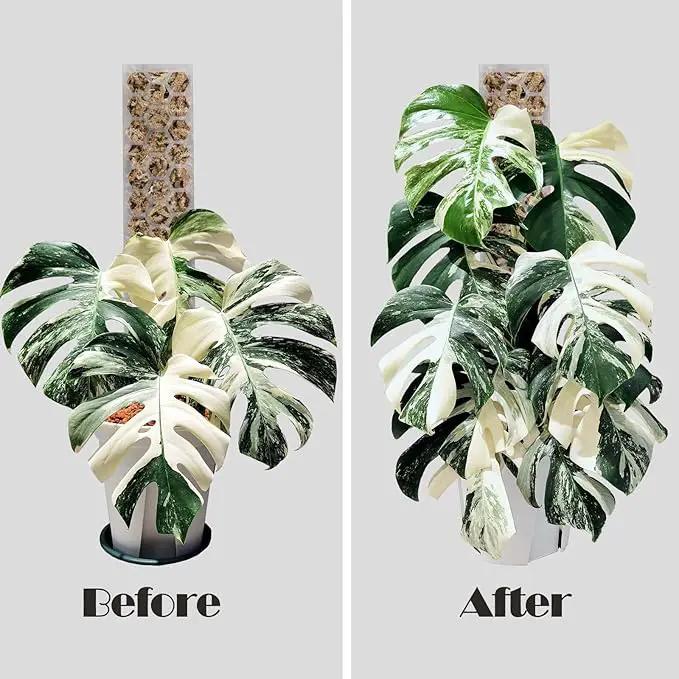 2 Pcs 17 Inch Clear Plastic Moss Pole for Plants Monstera, Designed Specifically for Climbing Plants, Stackable Plant Support for Indoor Plants Work with Sphagnum Moss