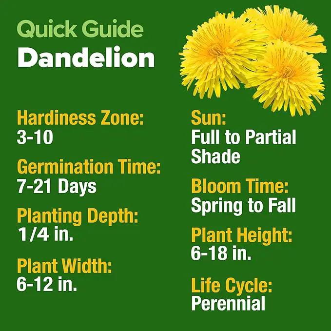 HOME GROWN 𝗨𝗦𝗔 𝗣𝗥𝗘𝗠𝗜𝗨𝗠 Dandelion Seeds for Planting – 600 Heirloom Medicinal Herb Seeds (~0.3g) 𝗡𝗢𝗡-𝗚𝗠𝗢 Grow Edible Leaves and Flowers for Remedies or Wildlife (Taraxacum officinale) by GreenHaven Gardens
