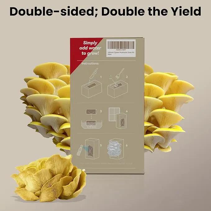 inbloom Large Organic Golden Oyster Mushroom Growing Kit (4 lbs), Double-Side Yellow Mushroom Grow Kit, MD USA Non-GMO Mushroom Kit, Harvest Mushrooms in 10 Days at Home, Indoor Gardening for Adults by GreenHaven Gardens