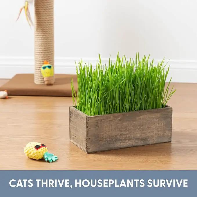 The Cat Ladies Cat Grass Kit Complete with Rustic Wood Planter, Organic Seed and Soil. Easy to Grow - Great for Indoor or Outdoor Cat, Dogs and Other Pets. Prevent Hairballs and Aid Digestion… by GreenHaven Gardens