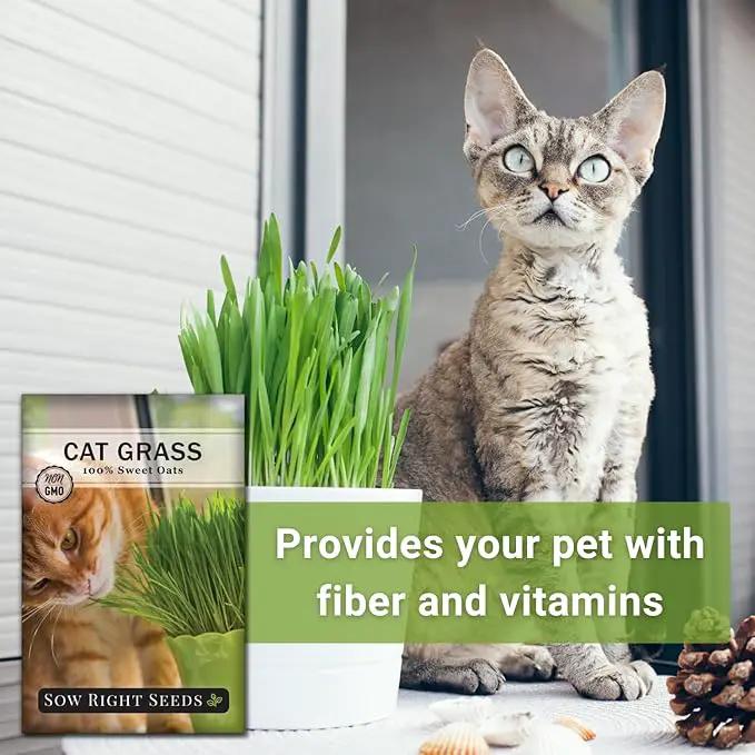 Sow Right Seeds - Cat Grass Seeds for Planting - 100% Sweet Oats - Non-GMO Heirloom Healthy Greens for Cats and Dogs - Easy to Grow - Safe & Natural Indoor Use - Ideal for Pet Lovers by GreenHaven Gardens